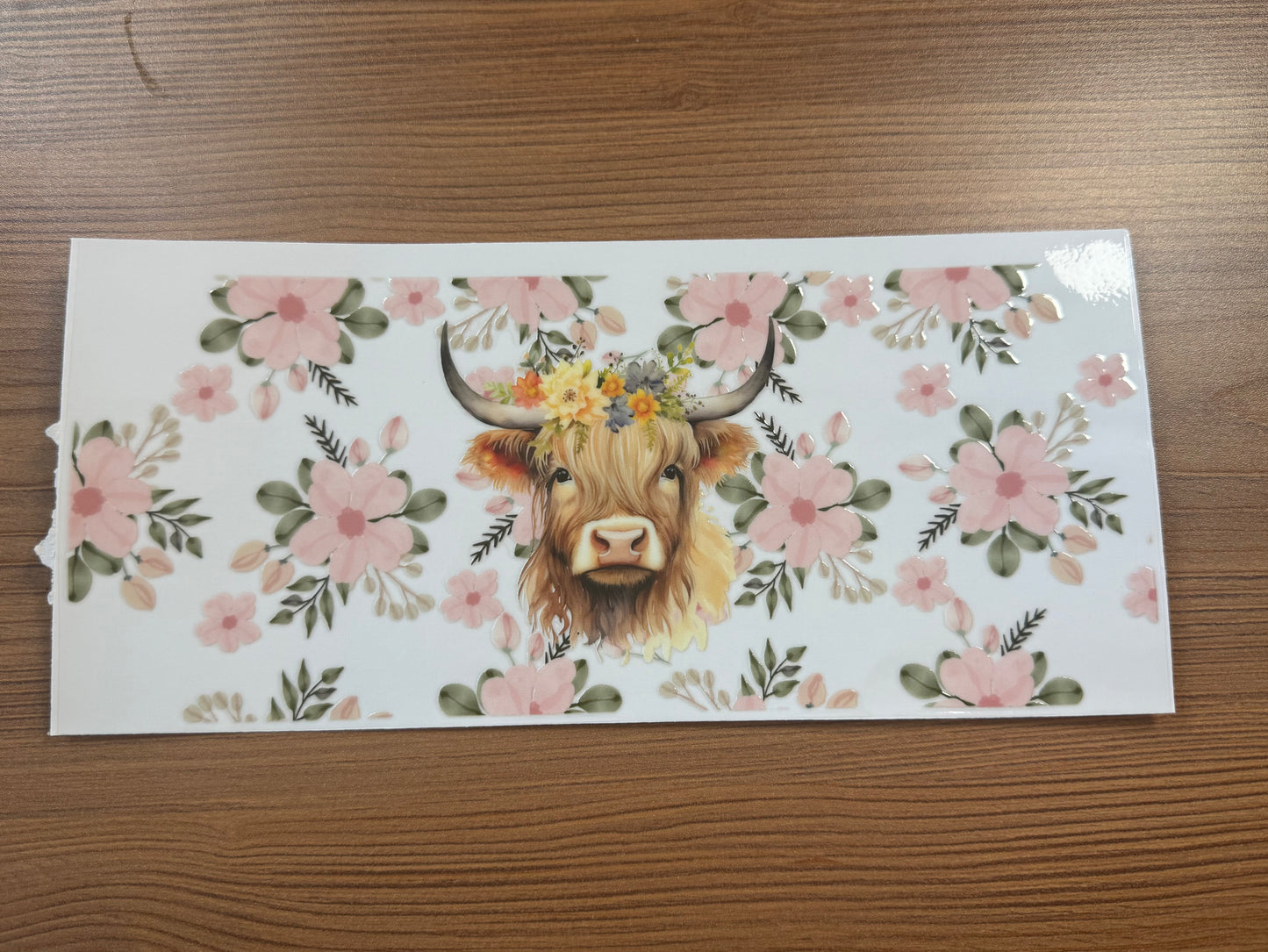 Highland Cow 6