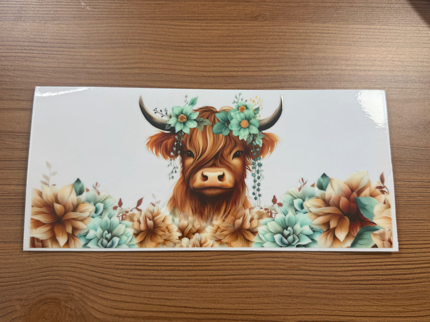 Highland Cow 5