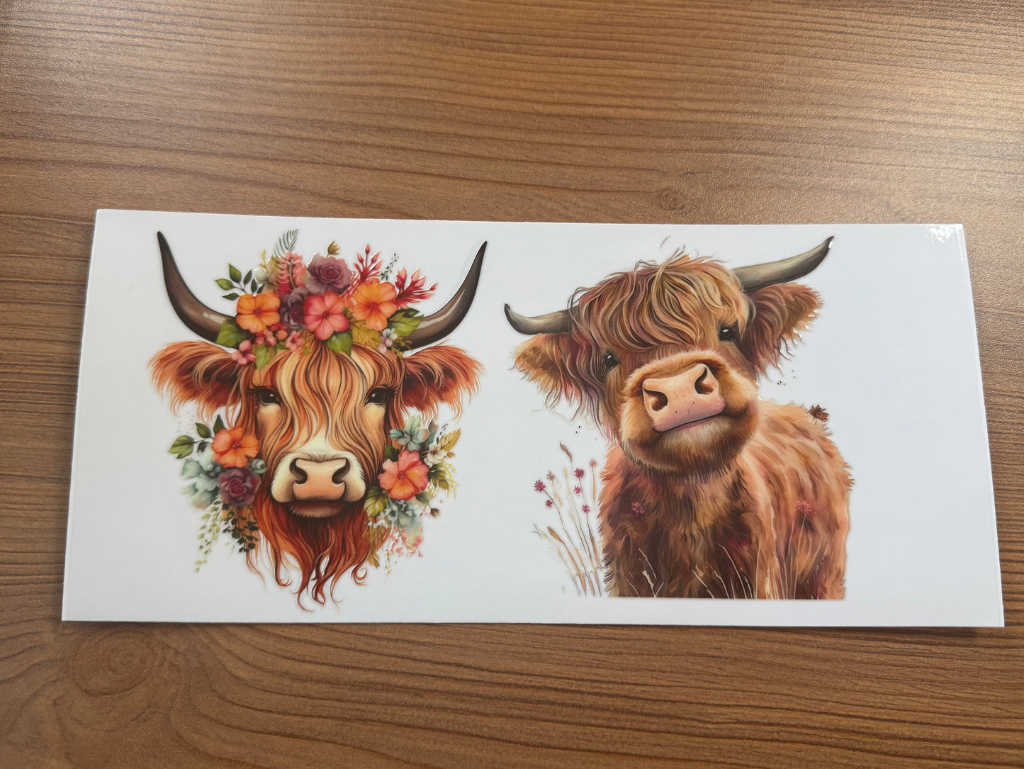 Highland Cow 1