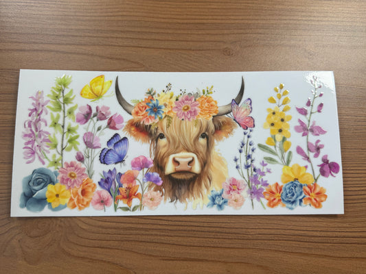 Highland Cow 3