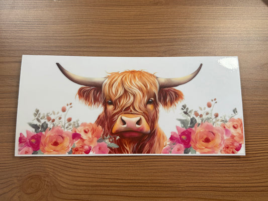 Highland Cow 2